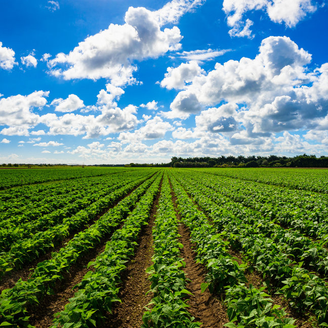 Agricultura